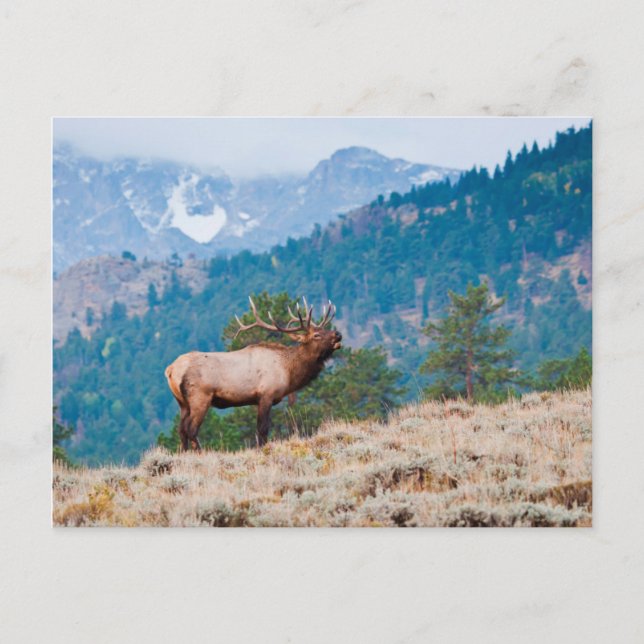 Elk (Cervus Elephus) Bull Bugling Postcard (Front)
