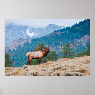 Elk (Cervus Elephus) Bull Bugling Poster