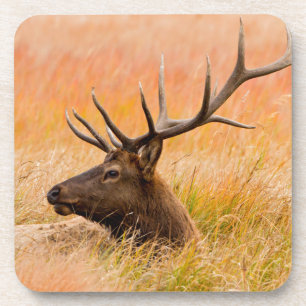 Elk (Cervus Elephus) Resting In Meadow Grass Coaster
