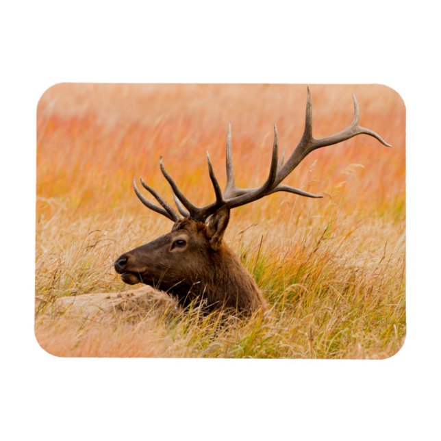 Elk (Cervus Elephus) Resting In Meadow Grass Magnet (Horizontal)