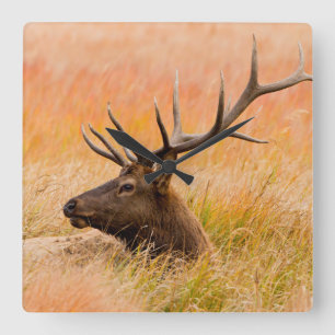 Elk (Cervus Elephus) Resting In Meadow Grass Square Wall Clock