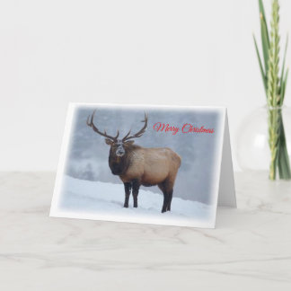 Elk Christmas Card
