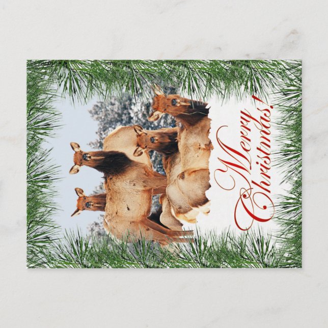Elk Christmas Holiday Postcard (Front)