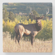 Elk Coasters / Bull Elk in Colorado / Elk in Aspen