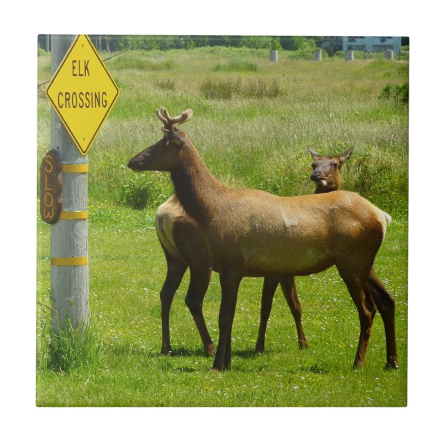 Elk Crossing California Wildlife Photography Ceramic Tile (Front)