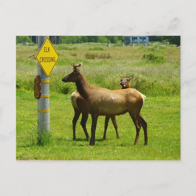 Elk Crossing California Wildlife Photography Postcard (Front)