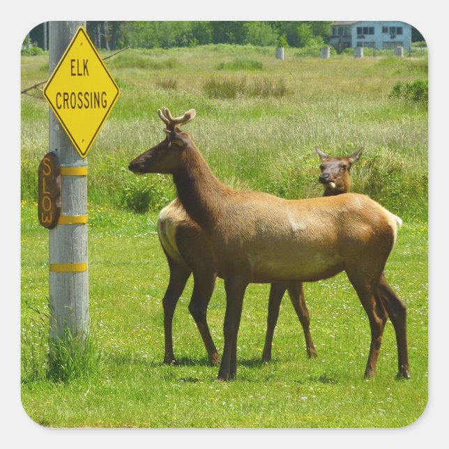 Elk Crossing California Wildlife Photography Square Sticker (Front)