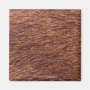 Elk fur magnet