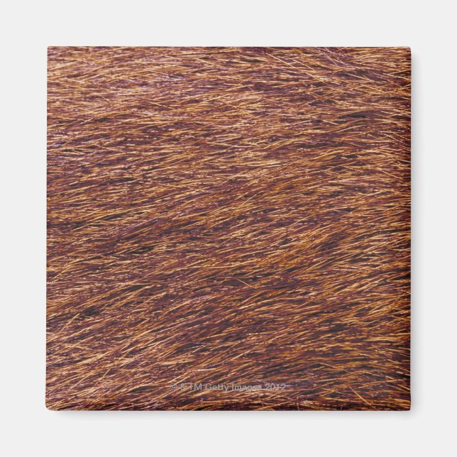 Elk fur magnet (Front)