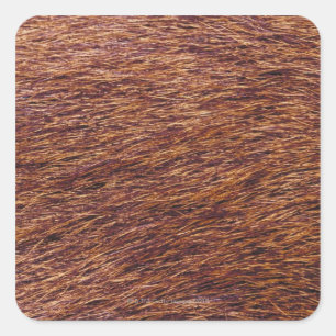 Elk fur square sticker