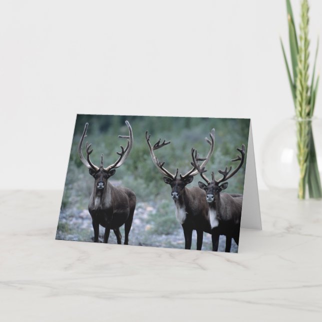 Elk Herd | Mt. Baring, Washington Card (Front)