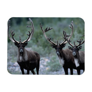 Elk Herd Mt. Baring, Washington Magnet