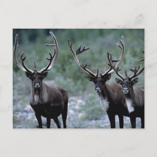 Elk Herd   Mt. Baring, Washington Postcard