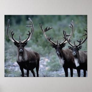Elk Herd Mt. Baring, Washington Poster