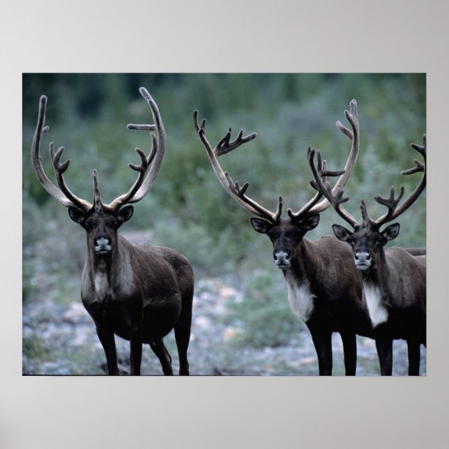 Elk Herd | Mt. Baring, Washington Poster (Front)