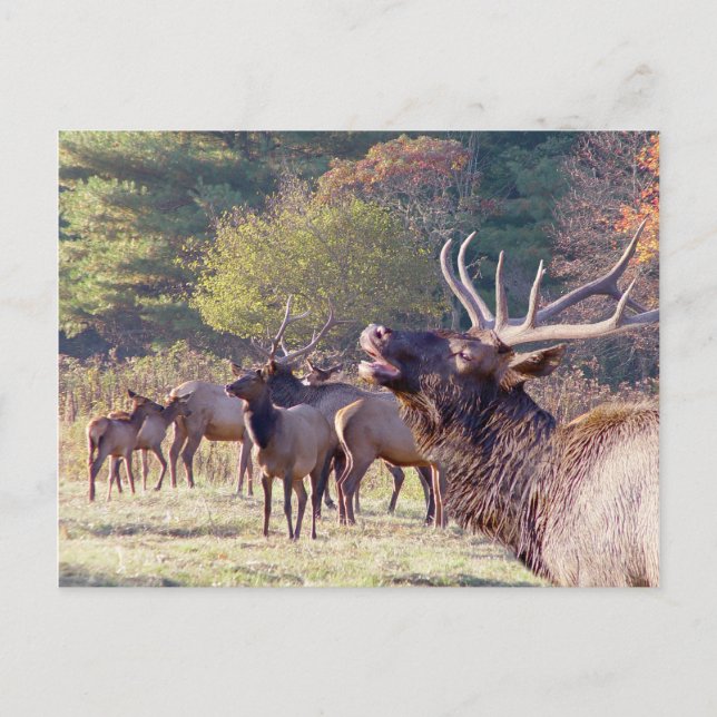 Elk Herd Postcard (Front)