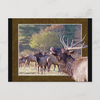 Elk Herd Postcard 2