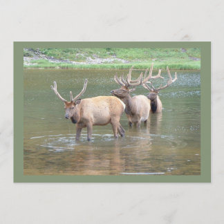 Elk Hunting Cards for Get Well, Hunter Birthday