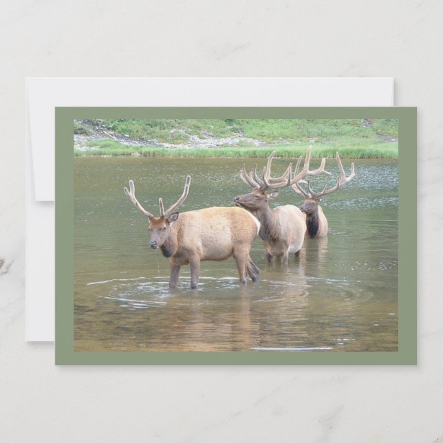 Elk Hunting Cards for Get Well, Hunter Birthday (Front)
