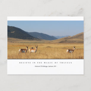 Elk In A Field Postcards