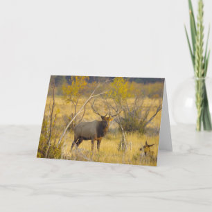 Elk in Colorado Card