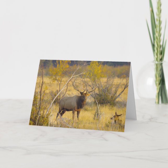 Elk in Colorado Card (Front)