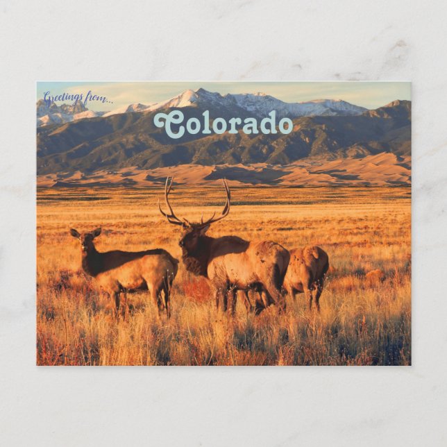 Elk in Grasslands and Dunes in Colorado Postcard (Front)