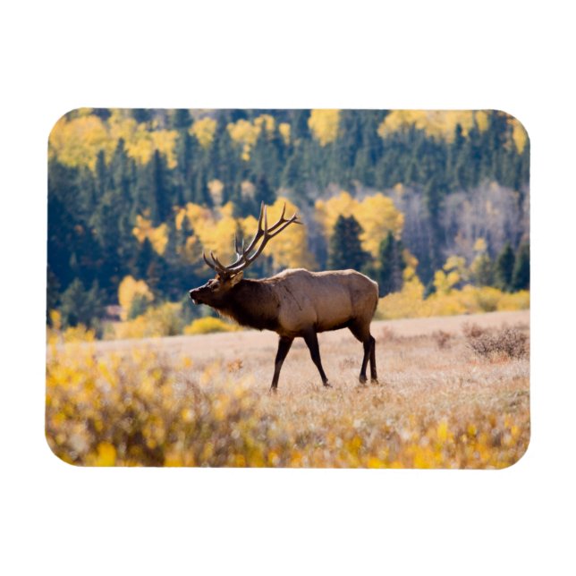 Elk in Rocky Mountain National Park, Colorado Magnet (Horizontal)