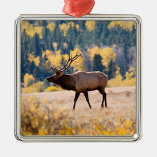 Elk in Rocky Mountain National Park, Colorado Metal Tree Decoration