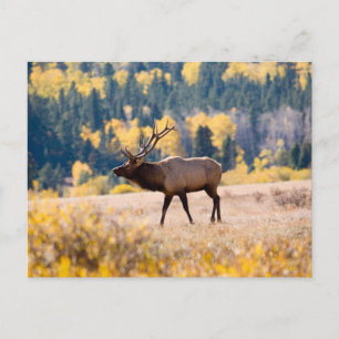 Elk in Rocky Mountain National Park, Colorado Postcard