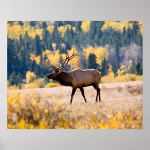 Elk in Rocky Mountain National Park, Colorado Poster