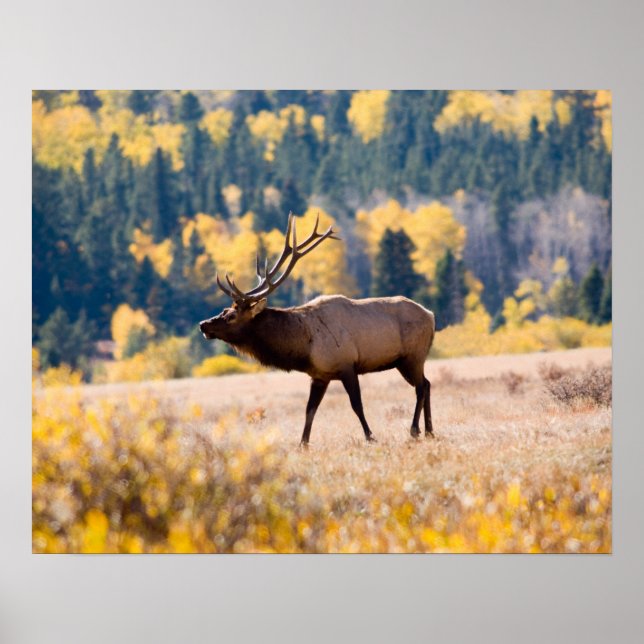 Elk in Rocky Mountain National Park, Colorado Poster (Front)