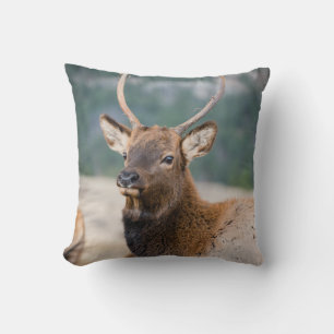 ELK IN ROCKY MOUNTAIN NATIONAL PARK - ELK HERDS GR CUSHION