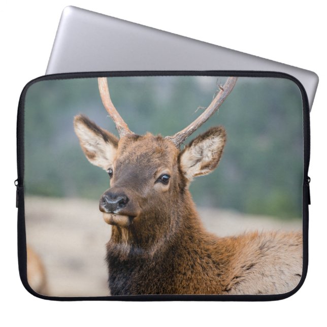 ELK IN ROCKY MOUNTAIN NATIONAL PARK - ELK HERDS GR LAPTOP SLEEVE (Front)