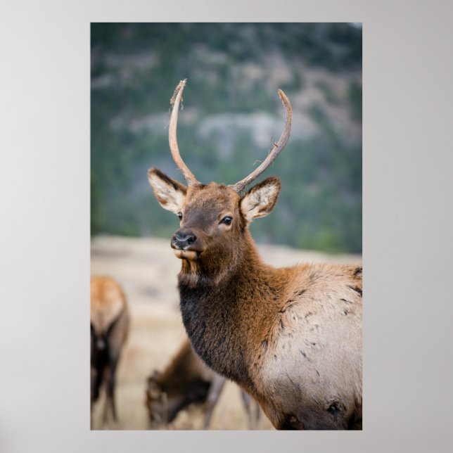 ELK IN ROCKY MOUNTAIN NATIONAL PARK - ELK HERDS GR POSTER (Front)