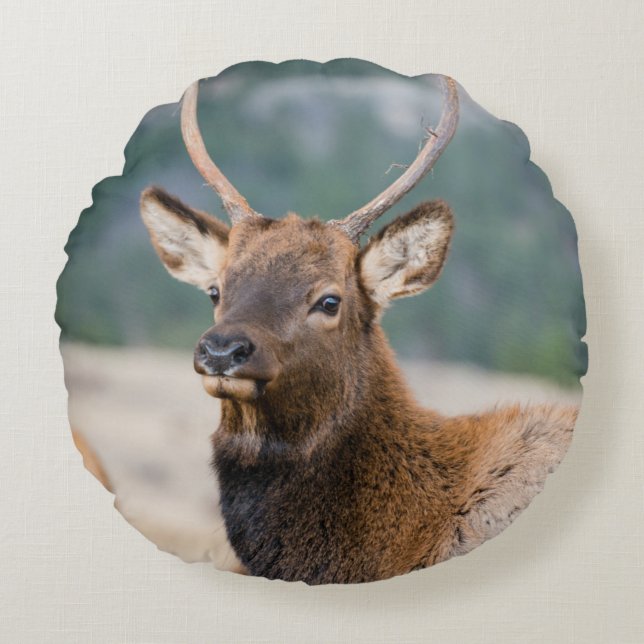 ELK IN ROCKY MOUNTAIN NATIONAL PARK - ELK HERDS GR ROUND CUSHION (Front)