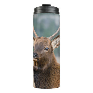 ELK IN ROCKY MOUNTAIN NATIONAL PARK - ELK HERDS GR THERMAL TUMBLER