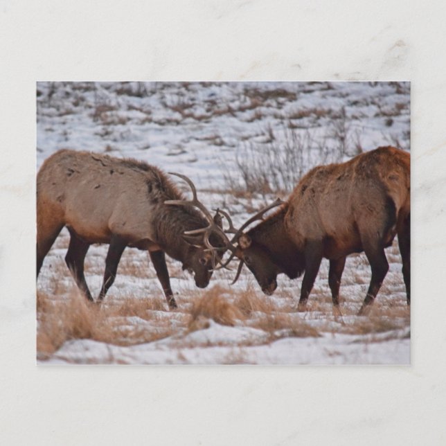 Elk in Rocky Mountain National Park Postcard (Front)