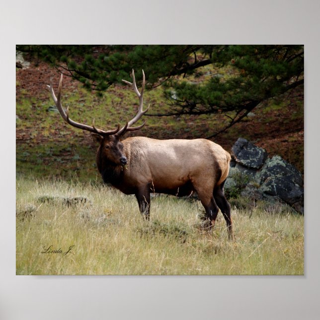 Elk in the Wild Canvas Print (Front)
