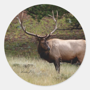 Elk in the Wild Classic Round Sticker
