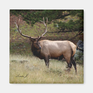 Elk in the Wild Magnet