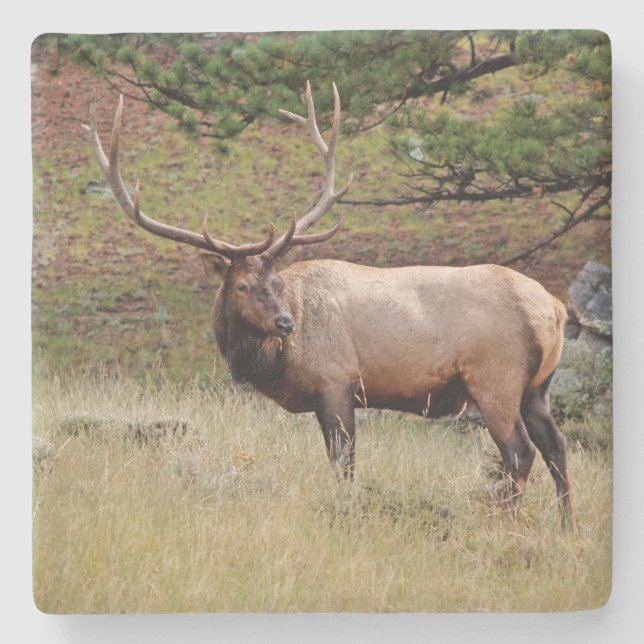 Elk in the Wild Square coaster (Front)