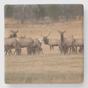 Elk in the Wild Square coaster