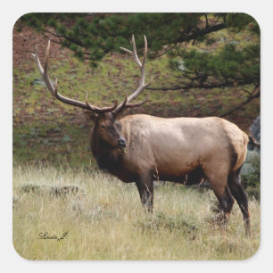 Elk in the Wild Square Sticker