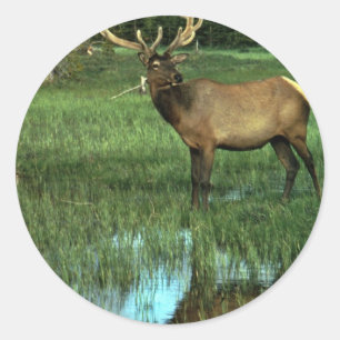 Elk in Velvet Classic Round Sticker