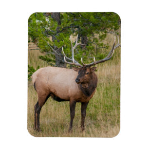 Elk Lake Village Yellowstone National Park Wyoming Magnet