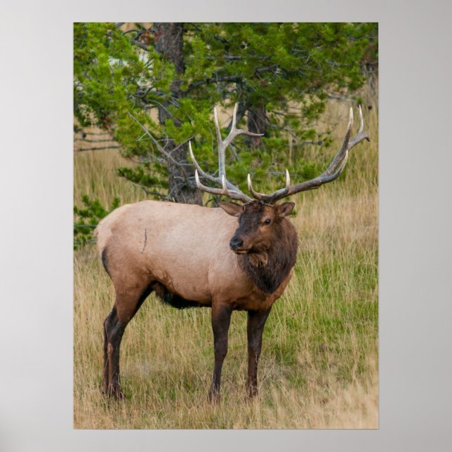 Elk Lake Village Yellowstone National Park Wyoming Poster (Front)