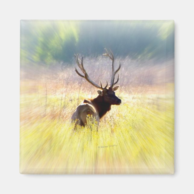 Elk "Looking Back" Magnet (Front)