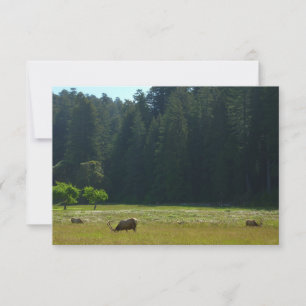 Elk Meadow at Redwood National Park