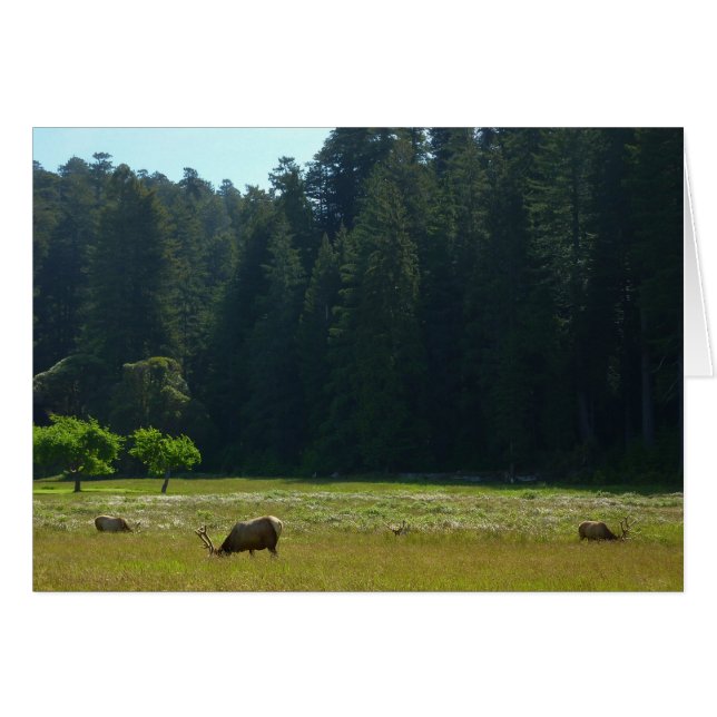Elk Meadow at Redwood National Park (Front Horizontal)
